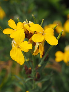 χρυσό βερνίκι, λουλούδι, άνθος, άνθιση, Κίτρινο, χειρὶ erysimum (ερύσιμον), wormseedmustard
