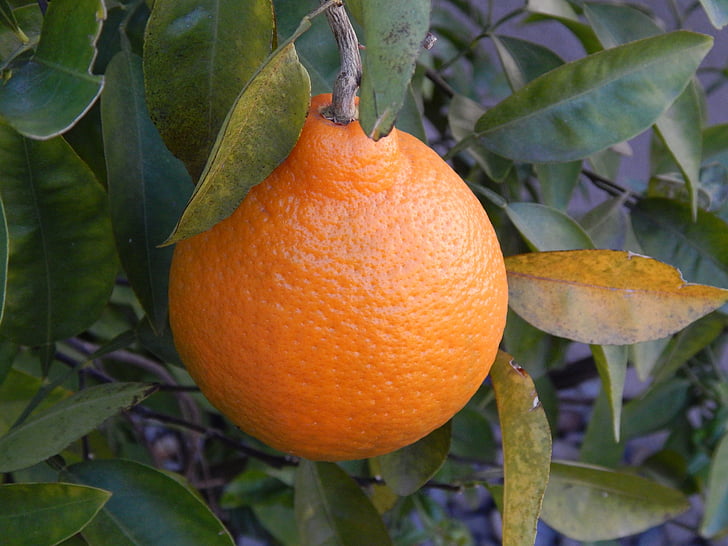 оранжевый, Апельсиновое дерево, листья, Природа, лист, завод, дерево