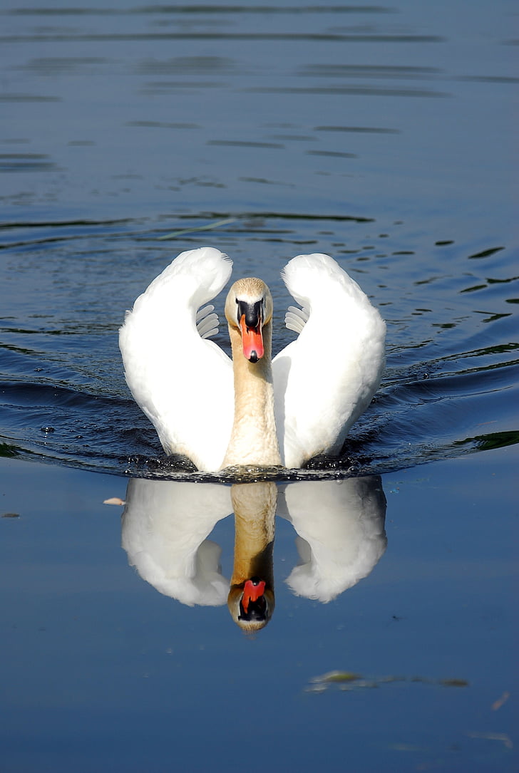 Swan, nobil, apa, animale in salbaticie, reflecţie, animale teme, culoare alb