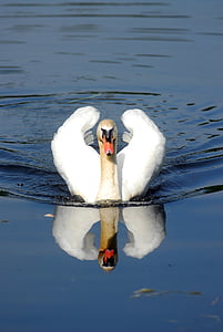 Swan, ädla, vatten, djur i vilt, reflektion, djur teman, vit färg