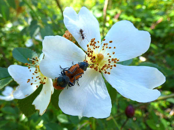 mylabris quadripunctata, ladybug, beetle meloideo, rosa canina, wild flower, spring, insect breeding