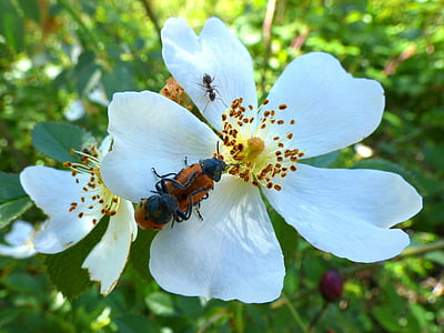 mylabris quadripunctata, Mariquita, escarabat meloideo, Rosa canina, flors silvestres, primavera, cria d'insecte