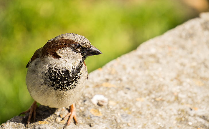 Sparrow, pták, zvíře, Příroda