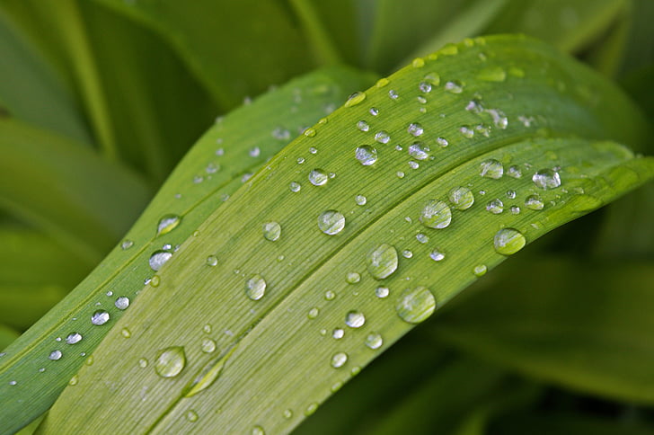 dažďová kvapka, Záhrada, Zavrieť, mokré, dážď, kvet, Príroda