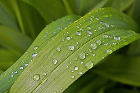 raindrop, garden, close, wet, rain, flower, nature
