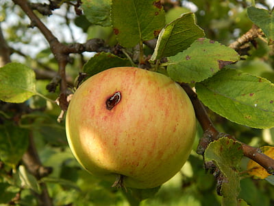 apple, fruit, tree, pallet pulpwood, fruitful apple tree, branch with apples