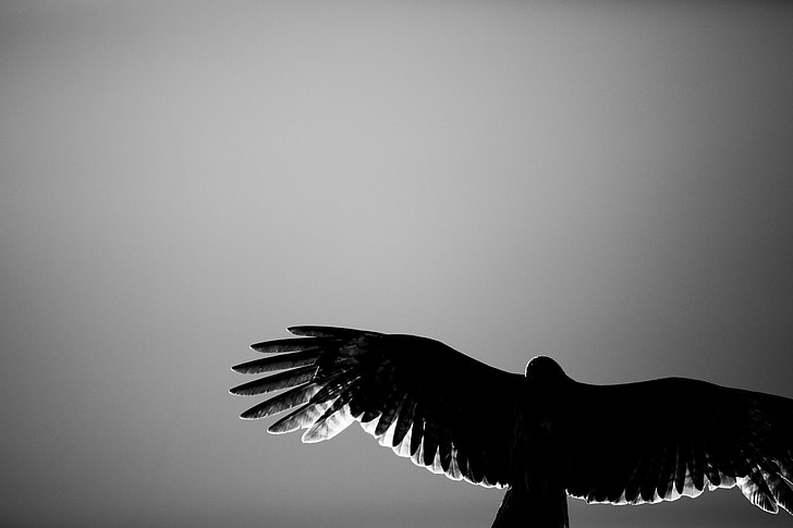 Hawk, noir et blanc, rétro-éclairage, animal