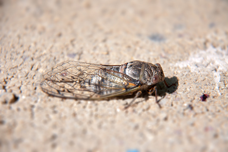 nature, insect, cicada, demo effect