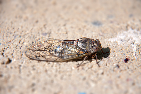 natur, insekt, cicada, demo effekt
