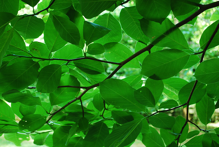 green, leaves, nature, leaf, summer, freshness, color