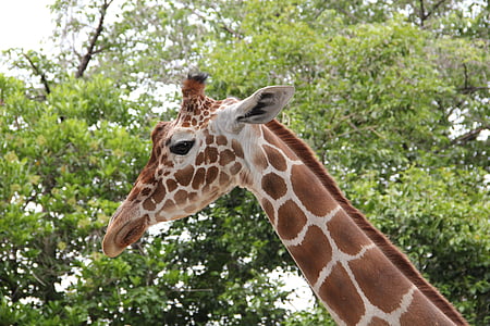 giraffe, animal, cute, mammal, zoo, summer, long