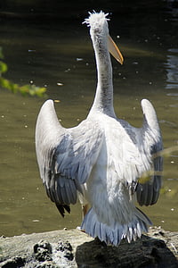 Dalmatiner pelican, Pelikan, flytte, kilde kjole, vann fugl, bakfra, vann