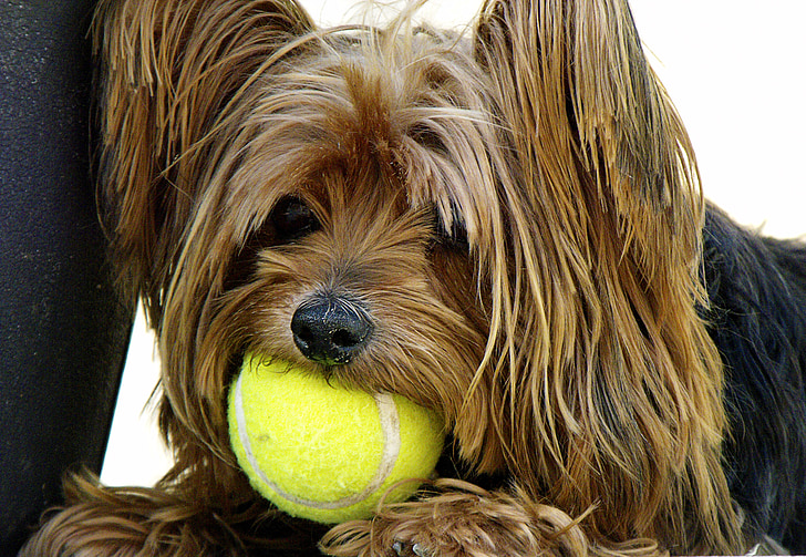dog, yorkshire terrier, tennis ball