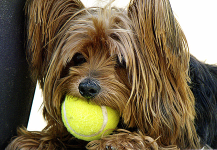 con chó, yorkshire terrier, quả bóng tennis