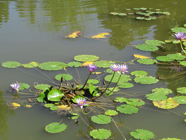 nature, water, flowers, landscape, body of water, flower, reflection