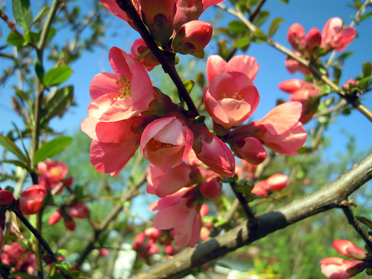 dekorativ quince, Blossom, blomst, treet, natur, våren