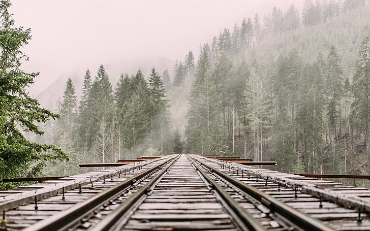 foggy, forest, infrastructure, nature, railroad, trees