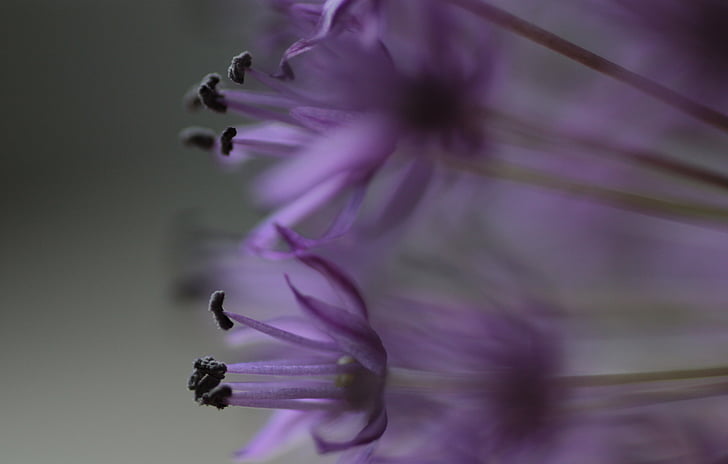 Allium, kukat, kasvi, violetti, kasvit, monivuotinen