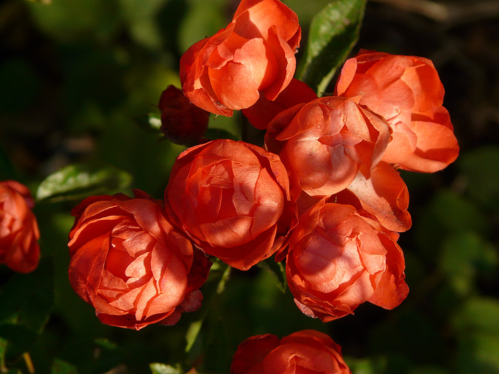 rožės pumpuras, Rožė gėlė, Rožė, Rosebush, rutulio formos, gaubliškas, raudona