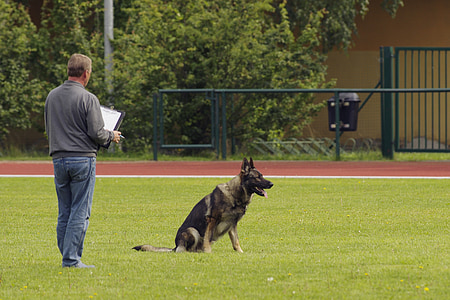 nach zu urteilen, Wettbewerb, Hund, Deutscher Schäferhund