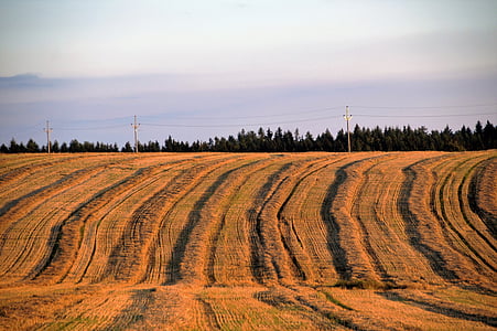 campo, cosecha, El ondulado, después de la cosecha, a rayas, rayas, paisaje