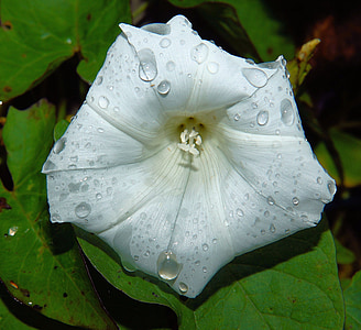 kvet, kvet, biela, Flora, makro, dažďová kvapka, letné