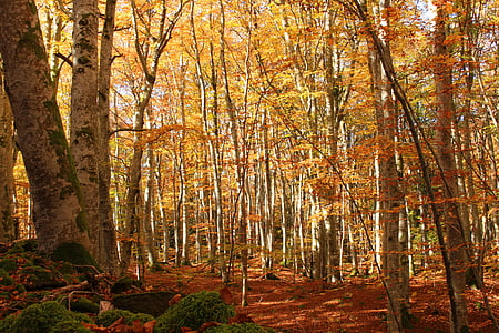 Outono, laranja, madeira, paz de espírito, fada, celta, magia