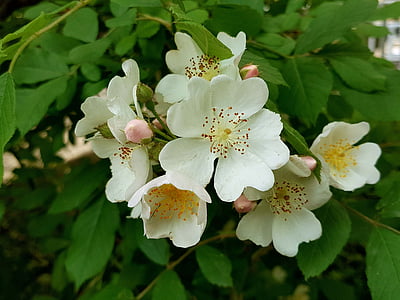 Πολυανθική λουλούδι, άνοιξη, παραγγελία Πολυανθική λουλουδιών
