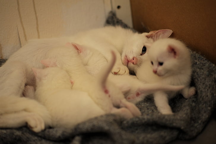 katyčių, baltos katės, žindymo laikotarpis, šeima, tęsinys, gyvenimas, maitinti krūtimi