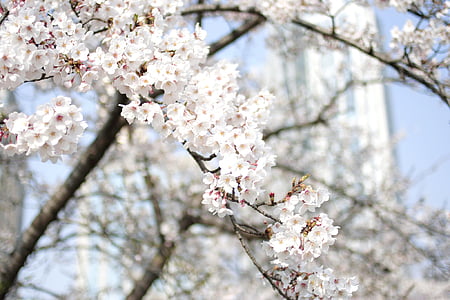 Kirsikan kukat, kirsikankukkia puu, Luonto, puu, maisema, lehdet, kasvit