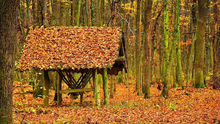 herfst, bos, Avar, Cottage, blad, natuur, geel