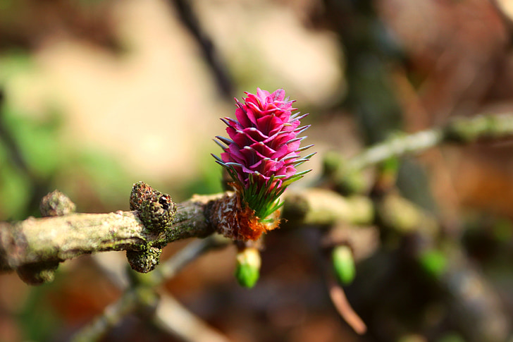 tree, larch, branch, nature, spring, flower, plant