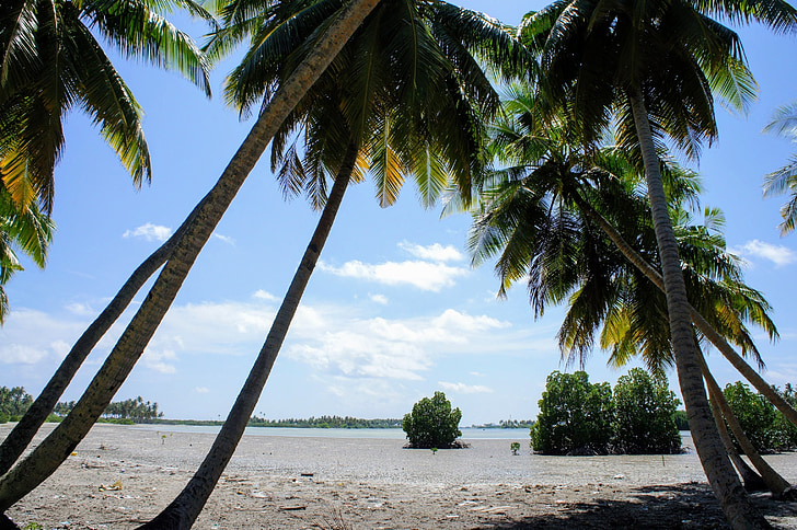 palmbomen, blauwe hemel, hemel, groen, wolken, gedeeltelijk bewolkt, palmboom