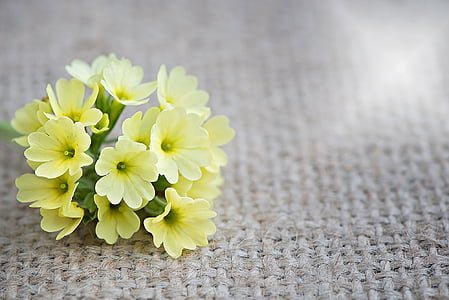 Prvosenka jarní, květ, květiny, žluté květy, žlutá, špičaté květina, Jarní květina brzy kvetoucí květiny