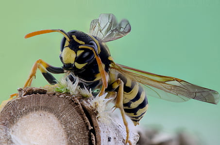 owad, Pszczoła, makro, Natura, zwierzęce motywy, jedno zwierzę, dzikość