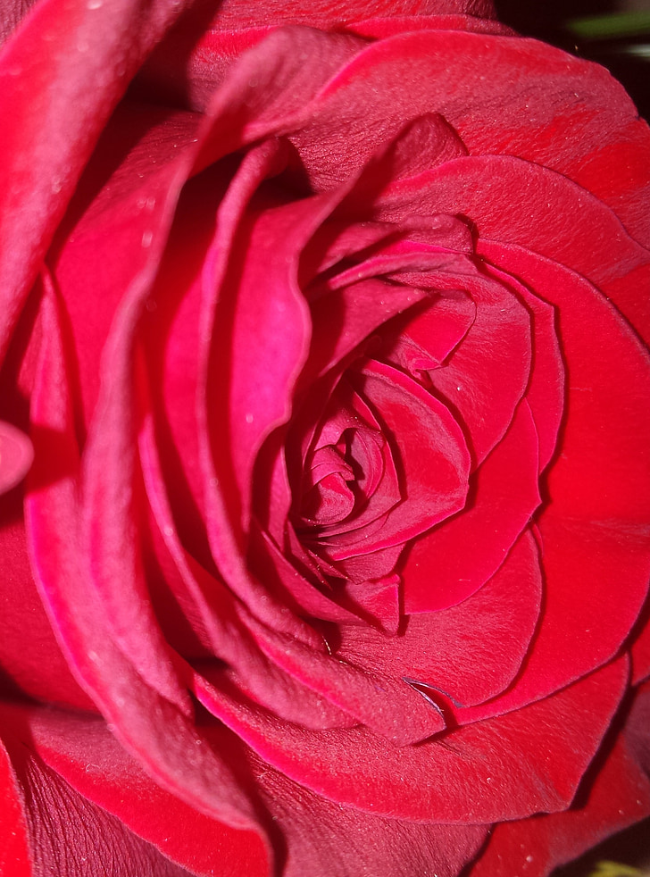 rosa vermelha, vermelho, levantou-se, flor, romance, amor, romântico