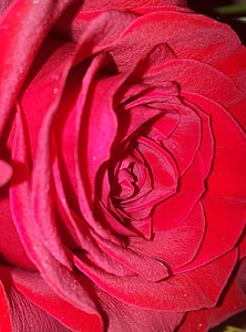 rode roos, rood, steeg, bloem, romantiek, liefde, romantische