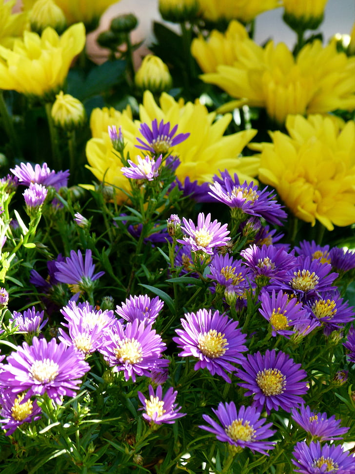 flowers, flower, yellow, lilac, garden, nature, plant
