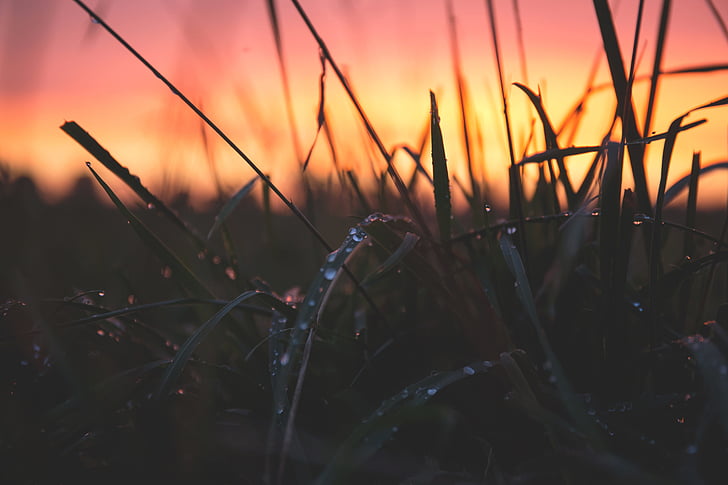 blur, close-up, dawn, dewdrops, dusk, grass, macro