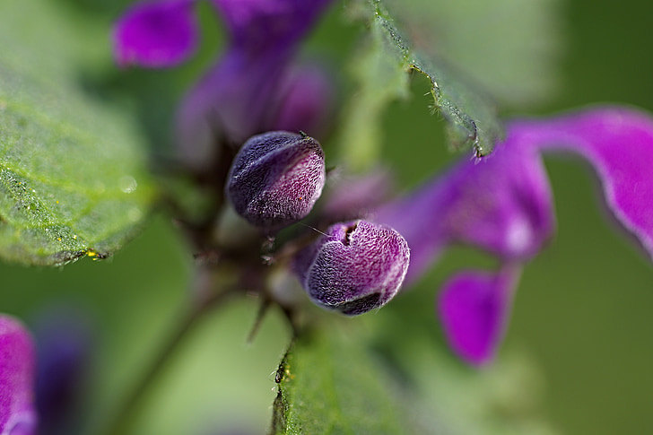 nature, flowers, macro
