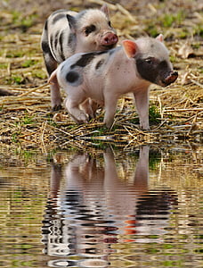 돼지, 미러링, 물, 은행, wildpark 포 잉, 아기, 작은 돼지