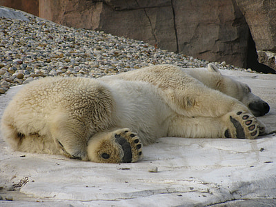 spanie, niedźwiedź polarny, snu, ochrony dostępu do sieci, zrelaksować się, zimno, zimowe