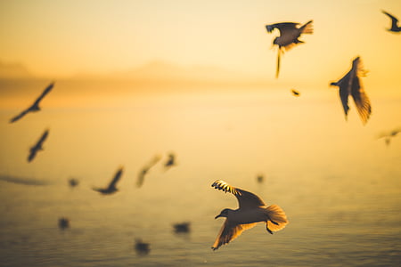 flock, gull, flying, calm, body, water, birds
