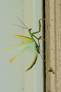 mantis di preghiera, insetti, Mantis, verde, bug, gambe, Predator