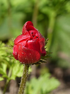 Anemone, kukka, Bud, kesällä, punainen, vihreä, Luonto
