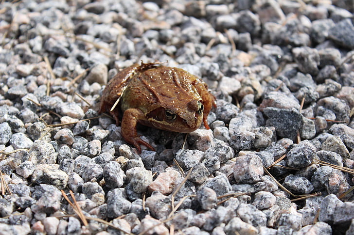 frog, gravel, brown, animal, close-up, toad, amphibian