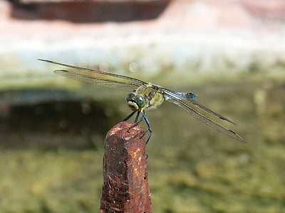 Dragonfly, blå dragonfly, bevinget insekter, flåte, orthetrum cancellatum