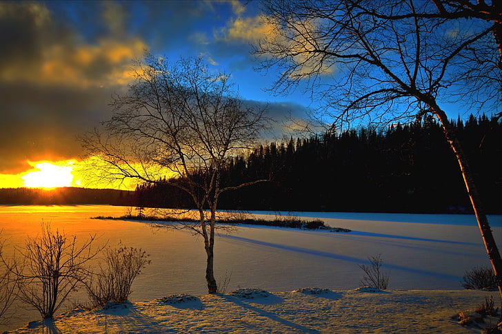 pemandangan musim dingin, matahari terbenam, pohon, malam, salju, terhadap hari, langit