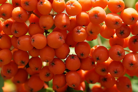 Jerebika, rdeča, jagode, rowanberries, blizu, makro, oranžna