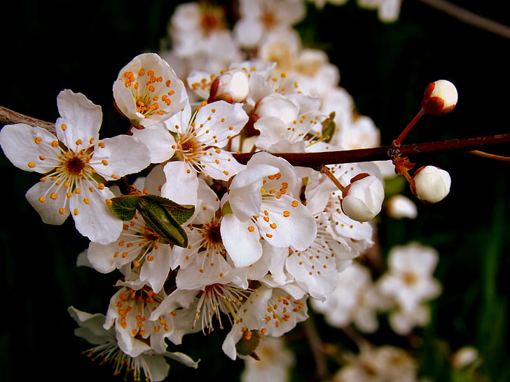 flower, white spring, casey, nature, tree, branch, plant